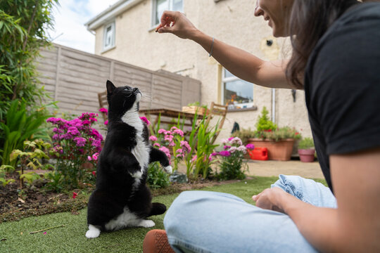Young Man Trains Tuxedo Cat in Backyard Garden Setting Making it Stand
