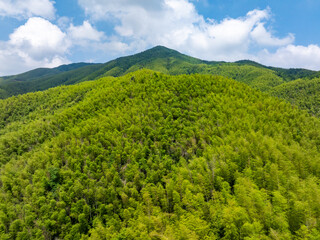 Bamboo Forest on the Mountain