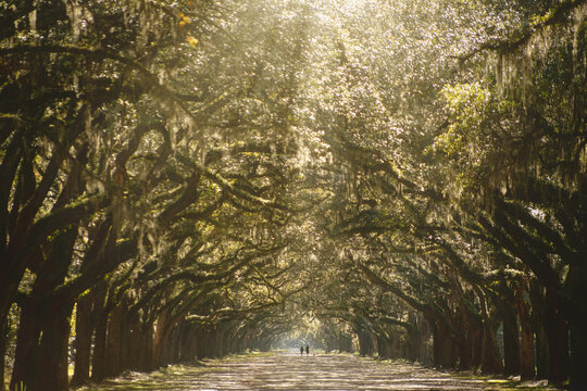 Tree-lined path with hanging moss