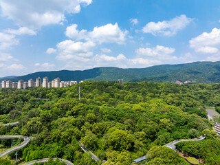 Bamboo Forest on the Mountain