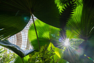 Palm trees and various tropical plants in a glasshouse at sunrise.