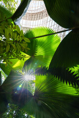 Palm trees and various tropical plants in a glasshouse at sunrise.
