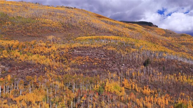 Vail Valley Vail Village Gore Range Vail Pass Piney Ranch Avon aerial drone Colorado fall autumn Rocky Mountains hillside quaking Aspen Trees morning blue sky cliffs forward pan up motion