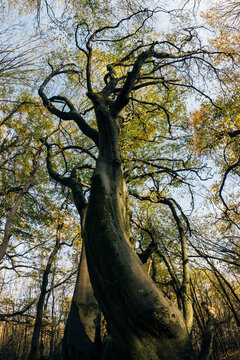 Giant old tree at sunset in autumn