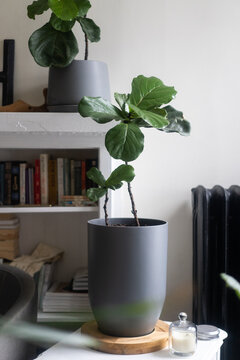 Fiddle leaf fig plant in modern gray pot indoors