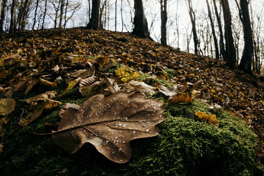 Dew on autumn leaves