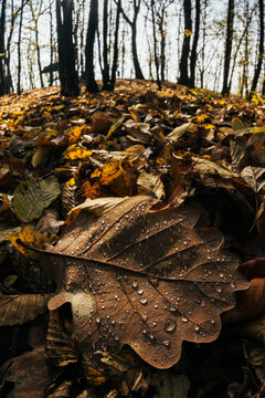 Rain drops on fallen leaf in autumn forest
