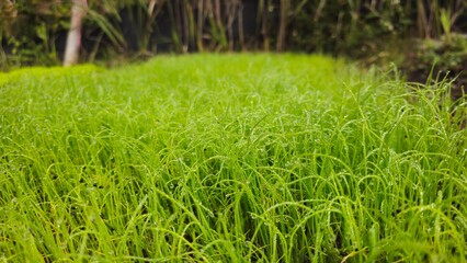 Fresh Green Seedlings Growing in Soil, Young Plant Farm Background. Freshly sprouted onions, Vegetable garden, Onion seedlings, vegetable seeds