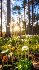 Obraz premium Sunny daisies bloom in a forest clearing with sun shining through