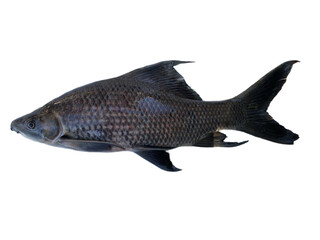 fresh fish or  Black sharkminnow isolated on white or transparent background png