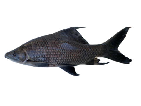 fresh fish or  Black sharkminnow isolated on white or transparent background png
