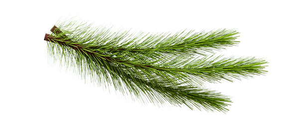 branch of xmas tree fir isolated on transparent background for decoration © Stock 