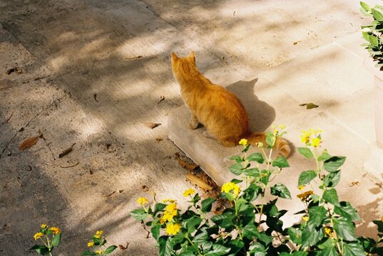 Ginger cat in the garden