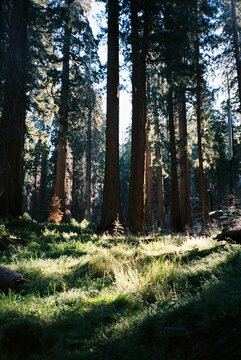 Forest of redwood trees