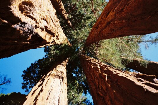 Redwood trees
