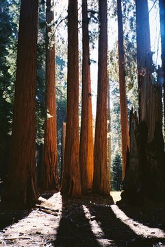 Dense redwood trees
