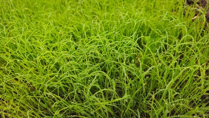 Fresh Green Seedlings Growing in Soil, Young Plant Farm Background. Freshly sprouted onions, Vegetable garden, Onion seedlings, vegetable seeds