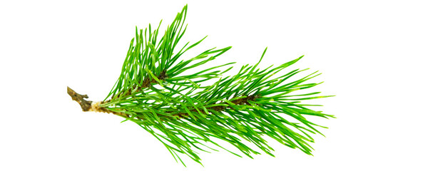 twig of fir isolated on transparent background