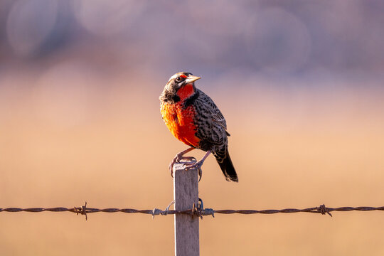 Loica (long tailed meadowlark) perched on fencepost
