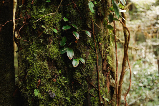 Moss and Vines on Tree Bark in the Temperate Rainforest