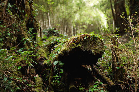 Moss-Covered Log in the Lush Temperate Forest of Southern Chile