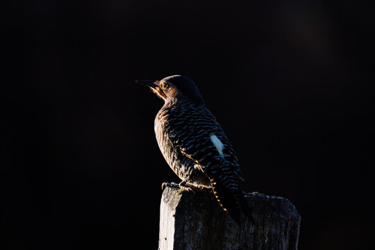 Chilean Flicker in Early Light, Patagonia