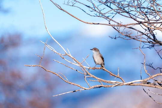 Fire-eyed Diucon on Branch, Patagonia