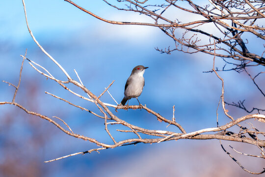 Fire-eyed Diucon on Branch, Patagonia