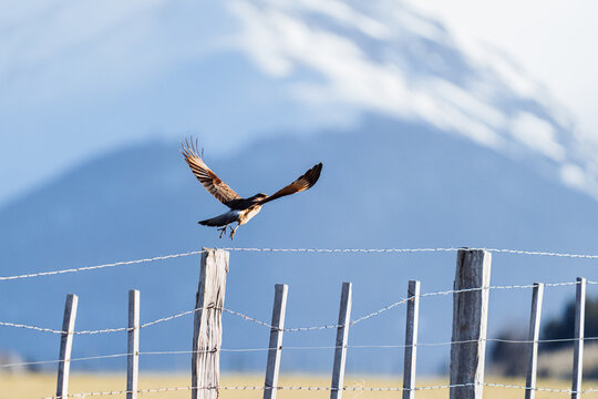 Chimango Caracara in Flight, Patagonia