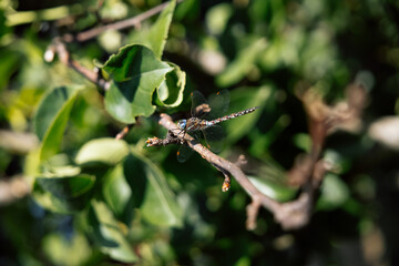 Close-up of a dragonfly resting on a twig amid green leaves