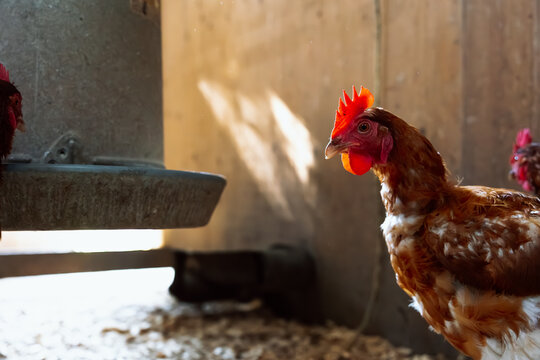 Candid farm scene: a hen in a coop beside a feeder