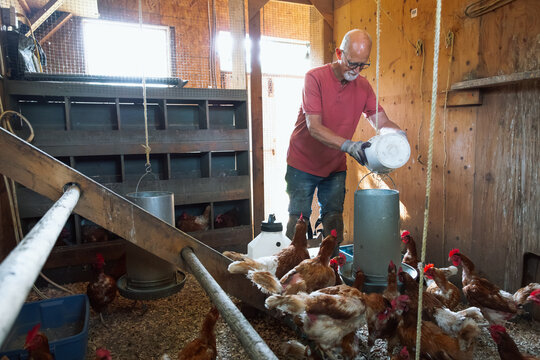 Candid farm worker feeds chickens in a wooden coop