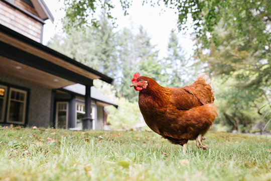 Candid chicken roams a grassy yard beside a cozy house