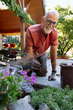 Smiling elderly man gardens outdoors, transplanting a plant