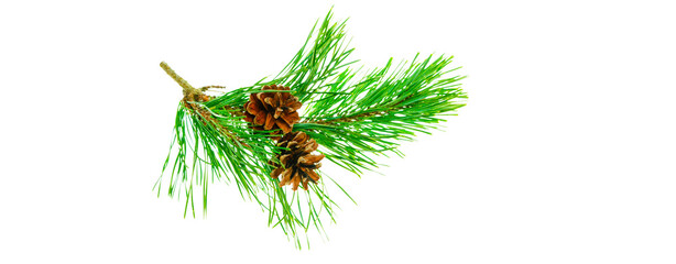 fir branch with two pine cones isolated on transparent background