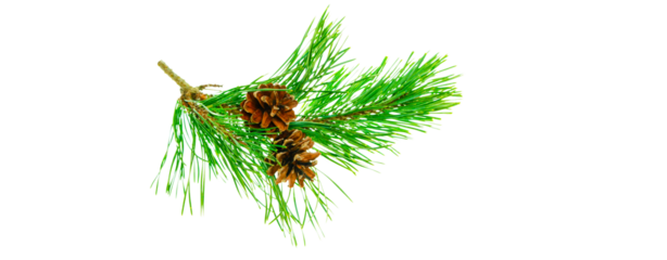 fir branch with two pine cones isolated on transparent background