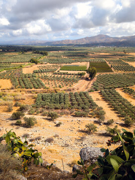 Expansive Olive Groves and Farmlands Stretching Across Crete&rsquo;s Fertile Messara Plain (Greece)