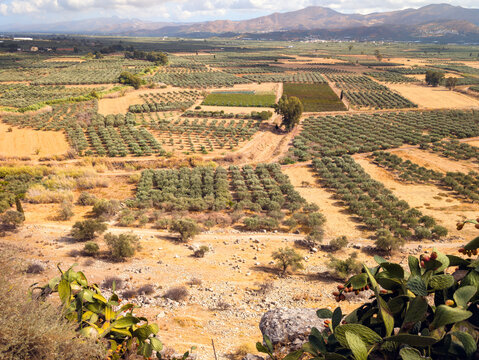Expansive Olive Groves and Farmlands Stretching Across Crete&rsquo;s Fertile Messara Plain (Greece)