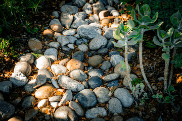Pebble Garden Path with Sunlit Stones and Succulent Plants