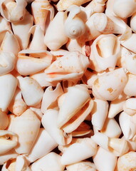 Seashell Collection Textured Closeup Pastel. Marine Shells Smooth Flatlay Cream