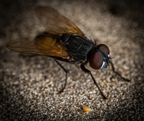 Highly detailed extreme macro phot of a fly with its mouth open, revealing intricate textures and features. The image captures the fly’s brown body, translucent wings and huge eyes
