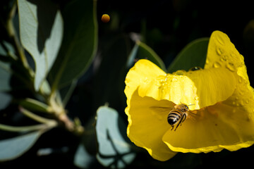 Macro shot of a bee flying towards a blooming yellow flower, collecting pollen under natural...