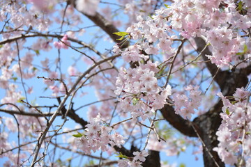青空と桜