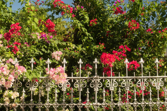 Bougainvillea Flowers San Antonio, Texas