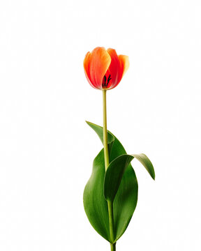 Single orange red tulip on white with water droplet