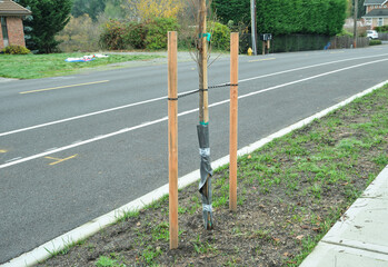 A planted young tree with support posts along the road