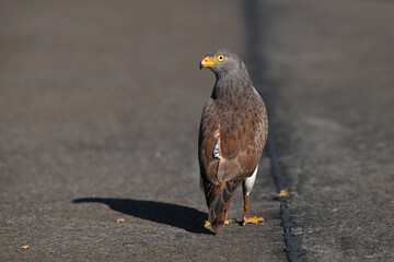 Rufous-winged Buzzard is a striking raptor recognized by its vivid red wings and swift, powerful flight