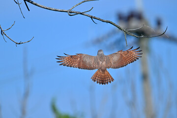 Rufous-winged Buzzard is a striking raptor recognized by its vivid red wings and swift, powerful flight