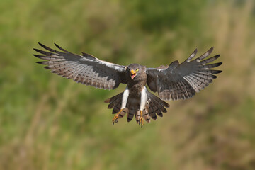Rufous-winged Buzzard is a striking raptor recognized by its vivid red wings and swift, powerful flight