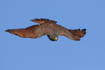 Rufous-winged Buzzard is a striking raptor recognized by its vivid red wings and swift, powerful flight
